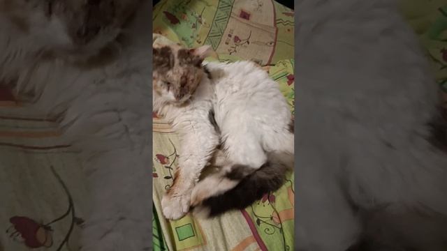 рядовой Мурзик и его ранения