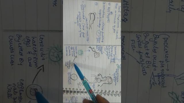 Cestoda( Diphyllobothrium Latum смотреть онлайн