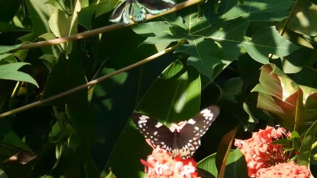 Ornithoptera Birdwings - male harassing the female (watch in HD) смотреть онлайн