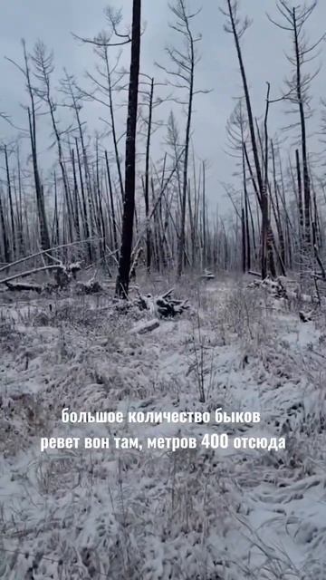 ОХОТА НА ИЗЮБРЯ / ЭКСПЕДИЦИЯ В СИБИРЬ ЧАСТЬ 7 / СНЕЖОК ХРУСТИТ, КРАСИВО смотреть онлайн