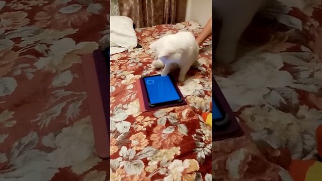 котик играет на планшете🙃 смотреть онлайн
