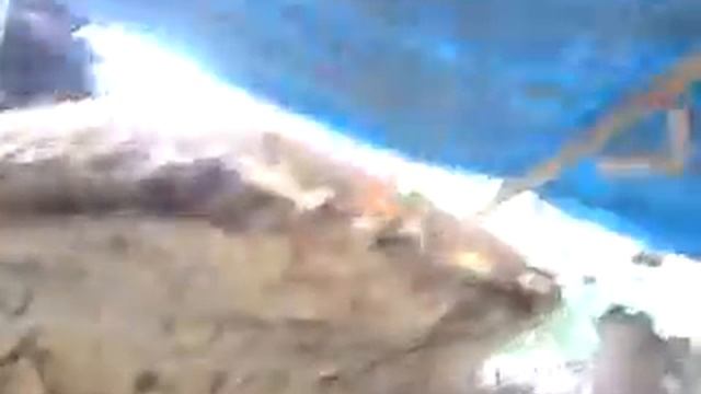 Jamur Terbesar di Cilacap.MP4 смотреть онлайн