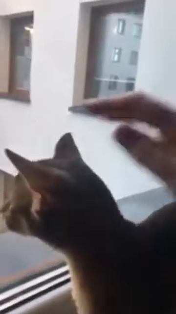 Абиссинская кошка смотреть онлайн