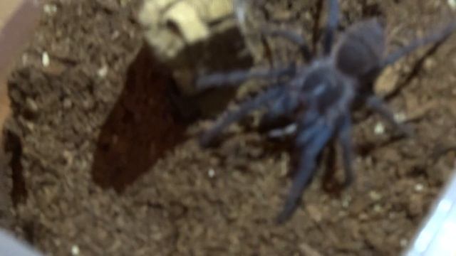 Pterinopelma sazimai sling feeding смотреть онлайн
