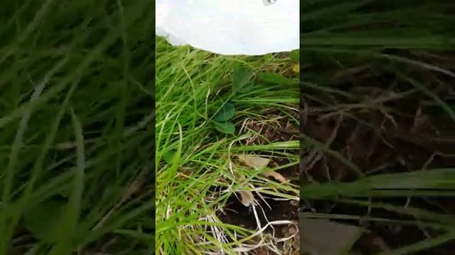Ура есть грибы смотреть онлайн
