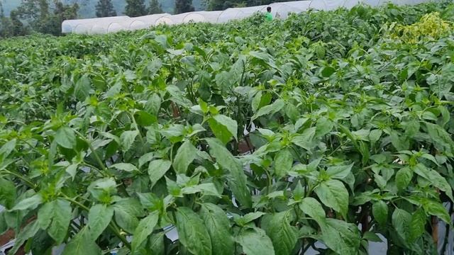 PETANI PEMULA WAJIB TONTON PERKEMBANGAN CABAI ORI 212 LAYU FUSARIUM, BUSUK BATANG CABAI TIDAK ADA