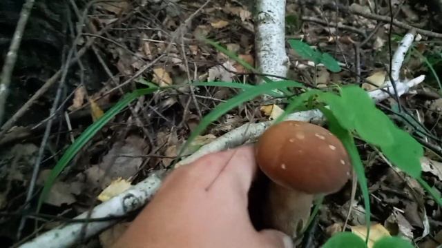 Через город- біля хатів в Лісі. Білі Гриби збираю.. mushrooms