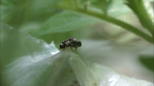 A Small World - Spiders смотреть онлайн