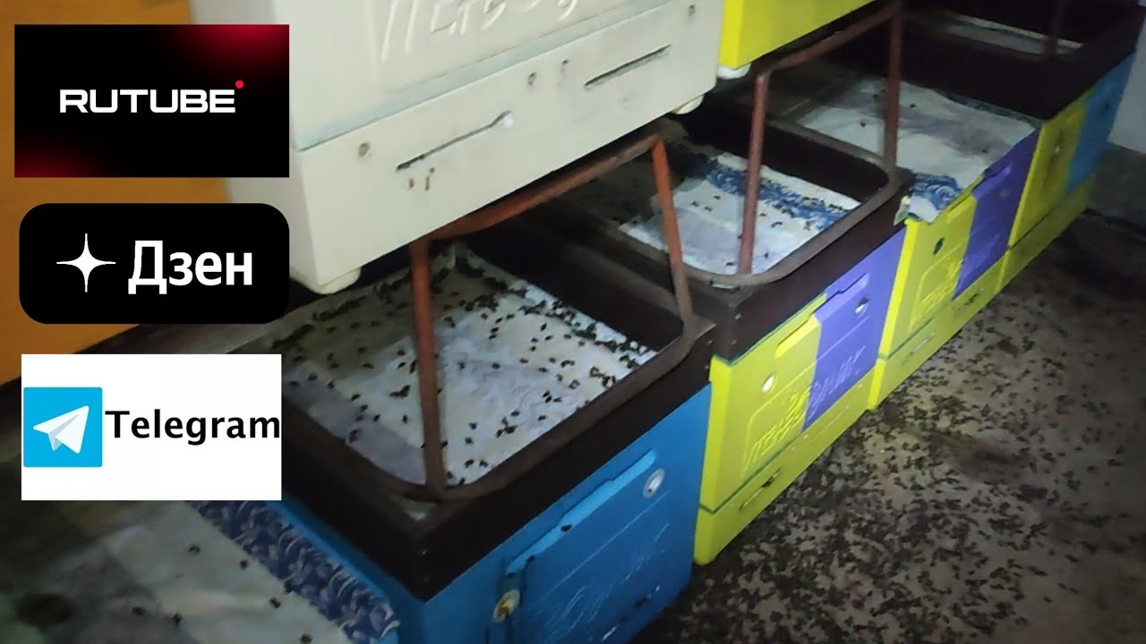 Проверка второго зимовника (тоже сырость, есть потери) смотреть онлайн