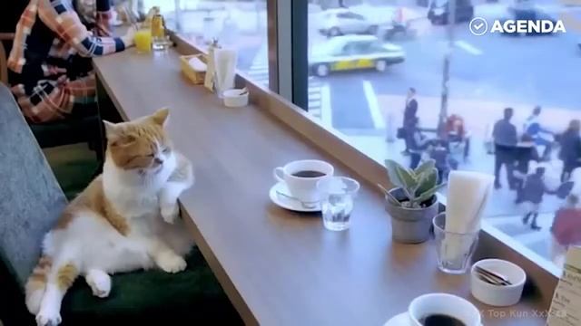 Коты постигшие дзен смотреть онлайн