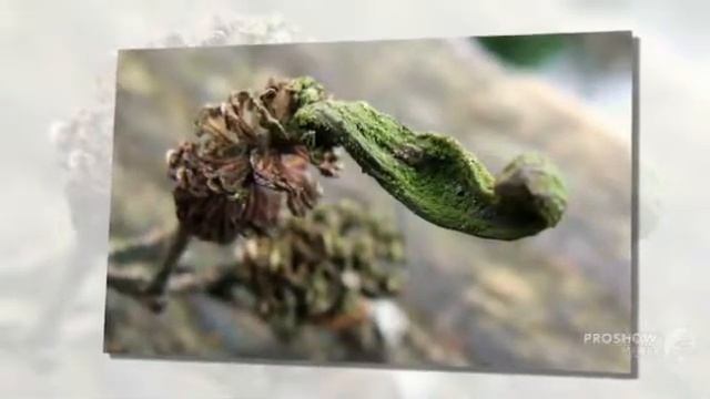 Taphrina Alni - Fungi Kingdom