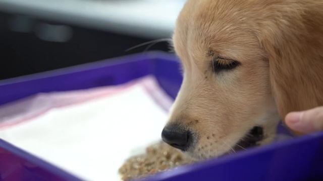 Vet Induces Vomiting After Hank, The Puppy Eats MUSHROOMS?! | Bondi Vet смотреть онлайн