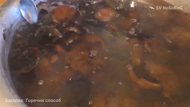 Лесные грибы: эволюция и адаптация