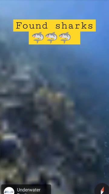 sharks on Google map 🦈🦈🦈#subscribe #trending #australia #seamonster #shark смотреть онлайн