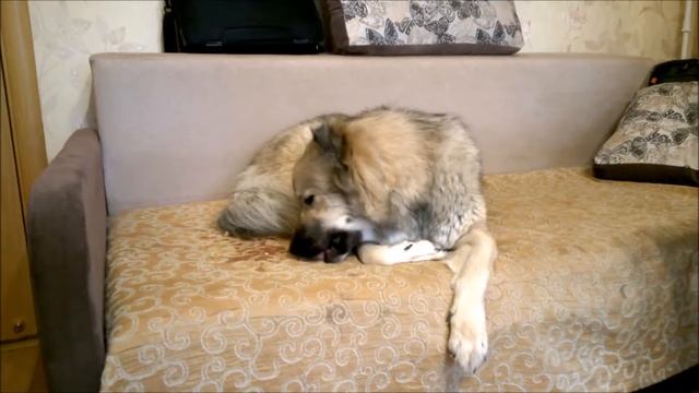 Мальта ест арбуз вместе с кожурой смотреть онлайн