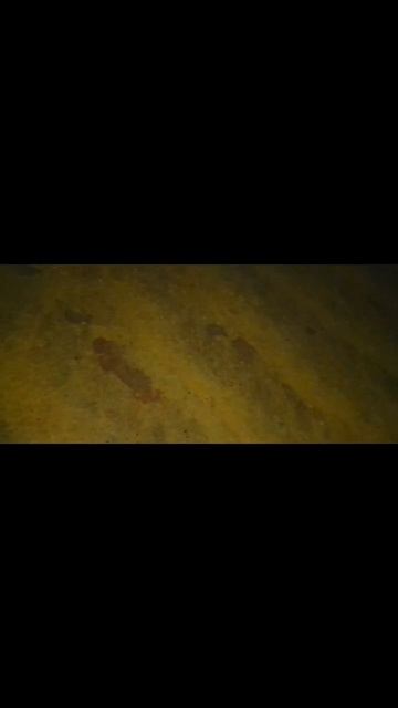 Ловля ставриды #bsf #rockfishing #отдых #черноеморе #микроджиг #рыбалка #ставрида смотреть онлайн