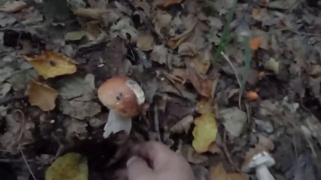 Прийшов зранку в Суботу: Пів Години