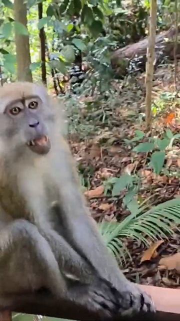 Wild Monkey 🐒 in Singapore #singapore #monkey #animals #wildlife #asmr #travel #wildsingapore смотреть онлайн