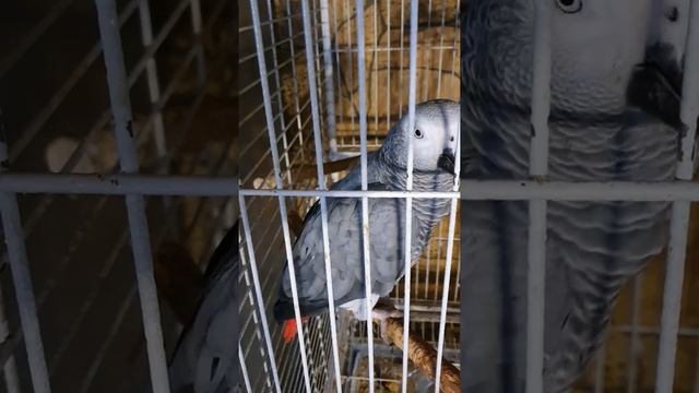 ГРИГОРИЙ И ДОБРОЕ УТРО ...💖🥰💖 смотреть онлайн