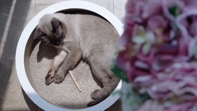 Pidan 3 in 1 scratcher смотреть онлайн