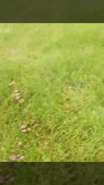 Что за грибы на участке😕😕😕😕😕😕😕😕😕😕😕😕😕😄😕😕😕😕😕😕😄😕😕😕😕😕😕😕😕😕😕😕😕😕😕😕😕😵