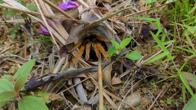 haplopelma backan & haplopelma Schmidti in the wild - Vietnam смотреть онлайн