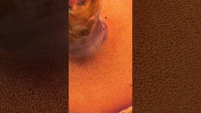 Моховик полузолотистый (Xerocomus Hemichrysus) Short #shorts