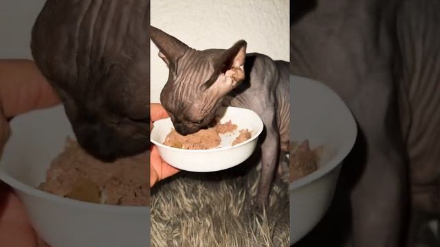 Не успел моргнуть как Лысая кошка уже все сделала смотреть онлайн