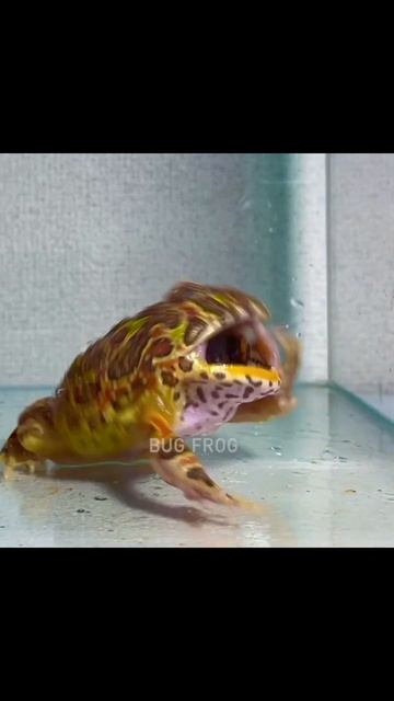 little frog eats little wasp смотреть онлайн