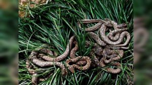 Бразилия. ДЕВУШКИ. Мир наизнанку Бразилия.