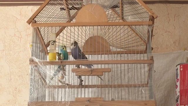 Самочка пристает к самцу, он тихонько сидит))) смотреть онлайн