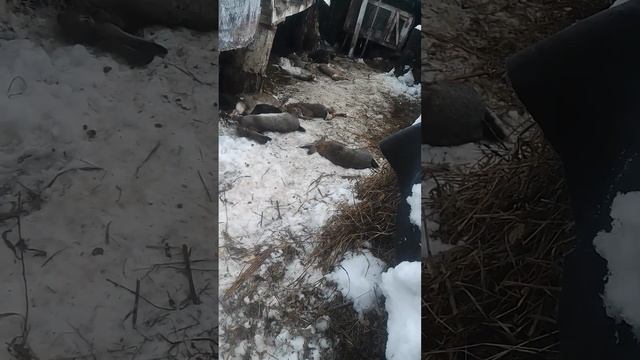 хаски загрызла 20 кроликов. смотреть онлайн