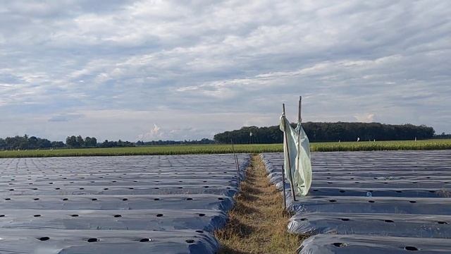 Pemberian Trichoderma harzianum Untuk Tanaman Cabe смотреть онлайн