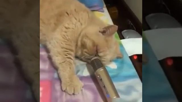 Кот храпит в микрофон смотреть онлайн