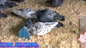 пермские. свердловские. высоколётные голуби.