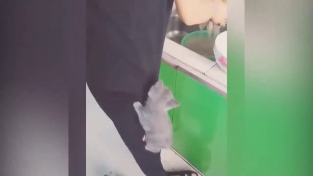 Эти удивительные животные. Смех до слез. Веселая подборка. смотреть онлайн