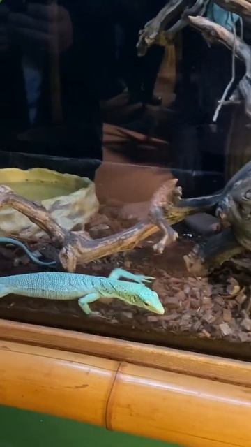 Изумрудный варан. Смарагдовый 💚 смотреть онлайн