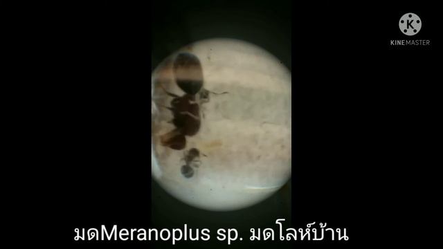 ep.2มดMeranoplus sp. มดโลห์บ้าน#มด#เลี้ยงมด#MAXANT смотреть онлайн