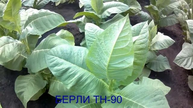 Сорт табака. Берли ТН-90 смотреть онлайн