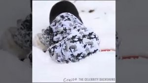 Пограничная собака