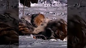 Амурский тигр убил большого бурого медведя