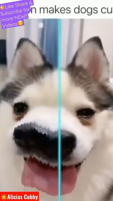 🐾🌟NEW!!🌟Husky Uses Filter!😊 #shorts #shortsfeed #shortsvideoviral #animals #animalsdoingfunnythings смотреть онлайн