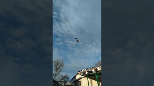 николаевские голуби Макеевки) 30ноября'22год