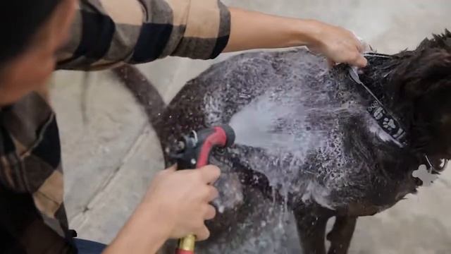 Make bath time frustration-free with Vetericyn FoamCare Pet Shampoo! смотреть онлайн