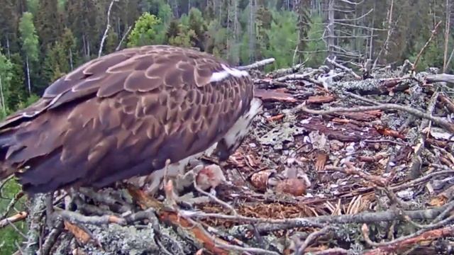 Kalakotkas2~Second chick is almost out off egg shell! 🐣 Iiris is feeding & eating 4:39 am 2021/05/2 смотреть онлайн
