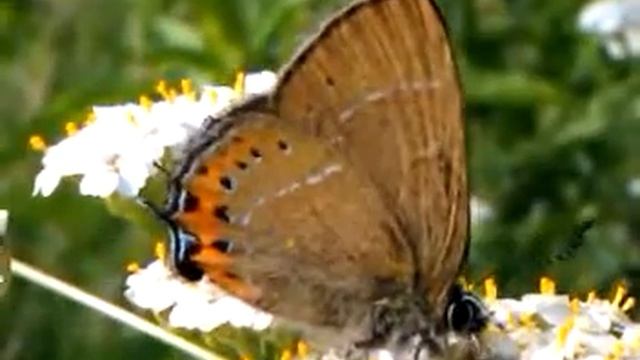 Pflaumenzipfelfalter (Fixsenia pruni). Auf roter Liste gefährdeter Arten "stark gefährdet Kat. 2". смотреть онлайн