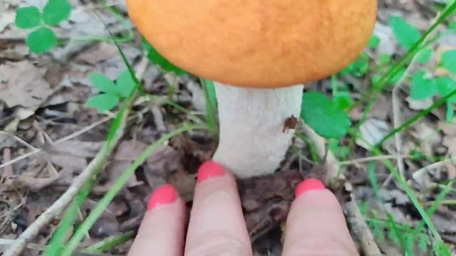 16 июля 2023 года. За грибами. Корнилово смотреть онлайн