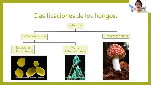 Hongos (Parte 2) смотреть онлайн