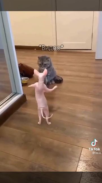 Lost Pages Of Knowledge