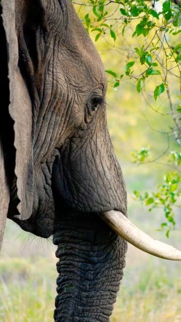 Elephant Interesting Facts#shorts смотреть онлайн